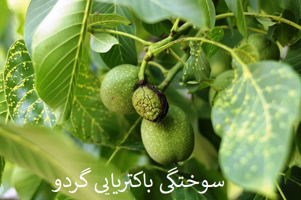 آفت گردو و ریشظه کنی افت (سوختگی)